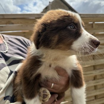 chiot Berger australien Rouge tricolore Chiot 9 Berger australien des fauminards