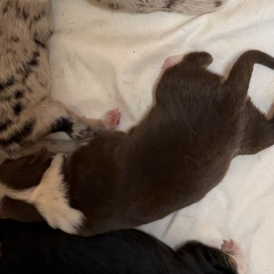 chiot Berger australien rouge tricolore chiot 9 Berger australien des fauminards