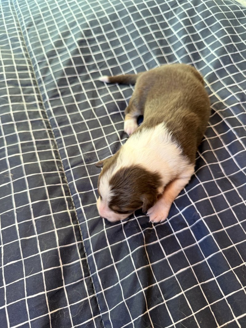 chiot 9 des fauminards Femelle Berger australien