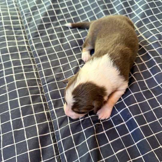 chiot 9 des fauminards Femelle Berger australien