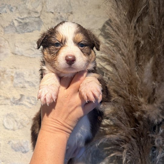 chiot Berger australien rouge tricolore chiot 9 Berger australien des fauminards