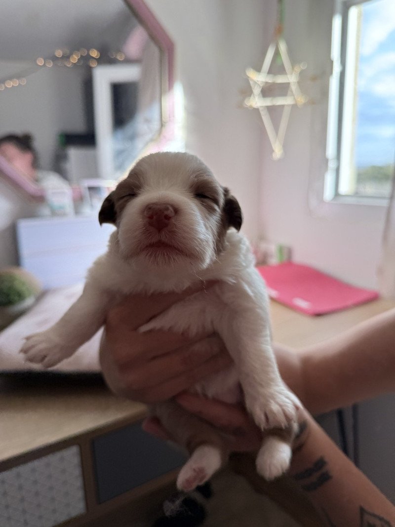 Chiot 9 des Fauminards Mâle Berger australien