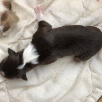 chiot Berger australien rouge chiot 9 Berger australien des fauminards chiot Berger australien rouge chiot 9 Berger australien des fauminards