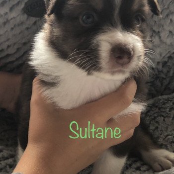 chiot Berger australien rouge chiot 9 Berger australien des fauminards chiot Berger australien rouge chiot 9 Berger australien des fauminards