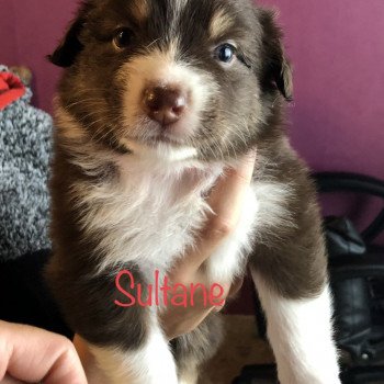 chiot Berger australien rouge SULTANE Berger australien des fauminards chiot Berger australien rouge SULTANE Berger australien des fauminards