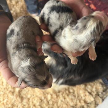 chiot Berger australien bleu merle CHIOT1 Berger australien des fauminards