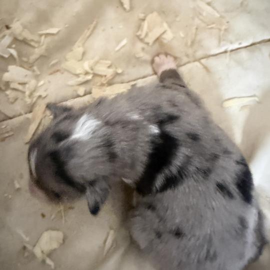 CHIOT1 Mâle Berger australien