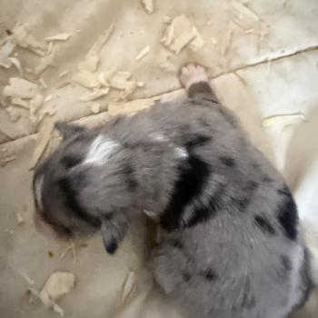 chiot Berger australien bleu merle CHIOT1 Berger australien des fauminards