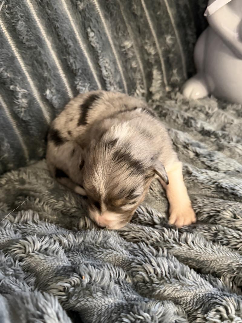 LUFFY Mâle Berger australien