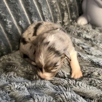 chiot Berger australien bleu merle LUFFY Berger australien des fauminards