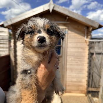 chiot Berger australien bleu merle LUFFY Berger australien des fauminards