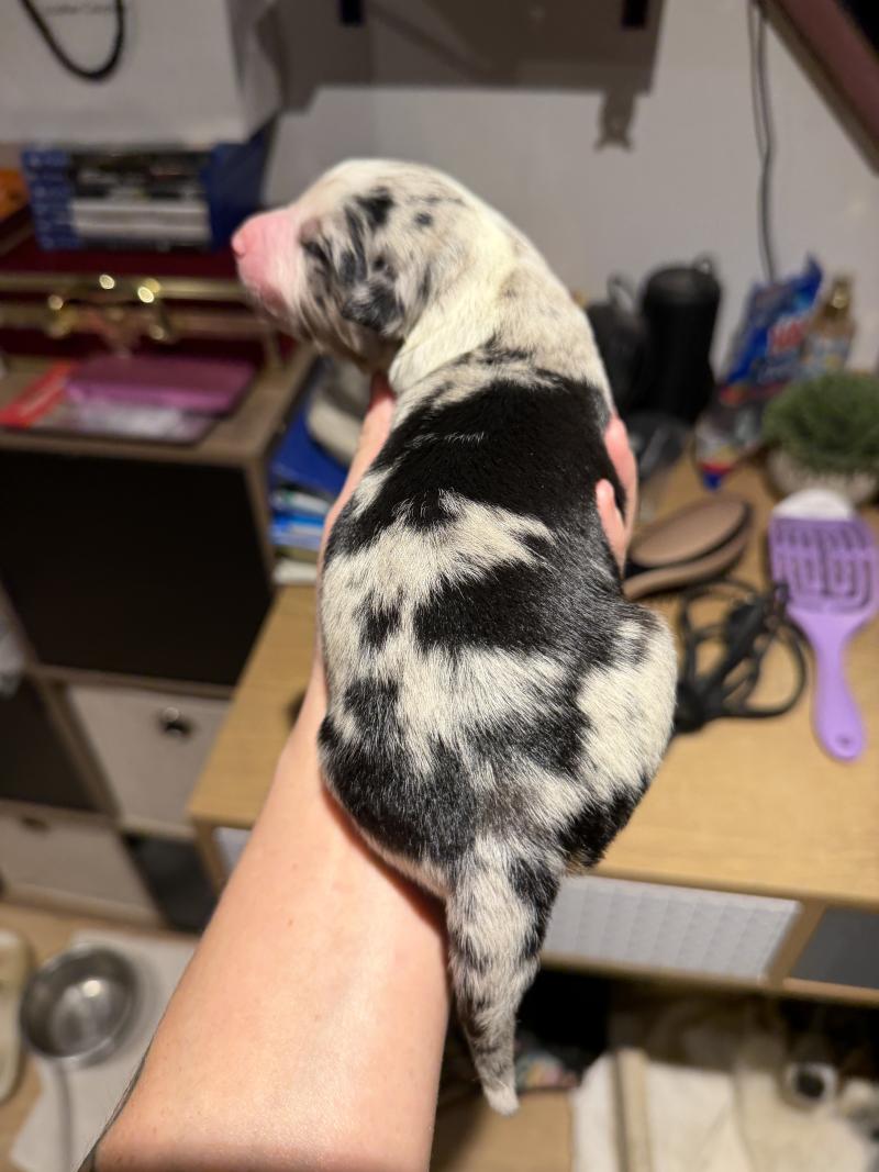 chiot1 des fauminards Femelle Berger australien