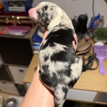 chiot Berger australien bleu merle chiot1 Berger australien des fauminards