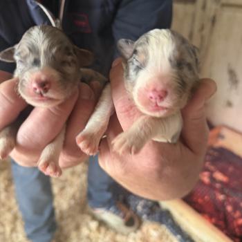 chiot Berger australien bleu merle CHIOT2 Berger australien des fauminards