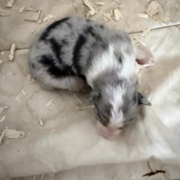 chiot Berger australien bleu merle CHIOT2 Berger australien des fauminards