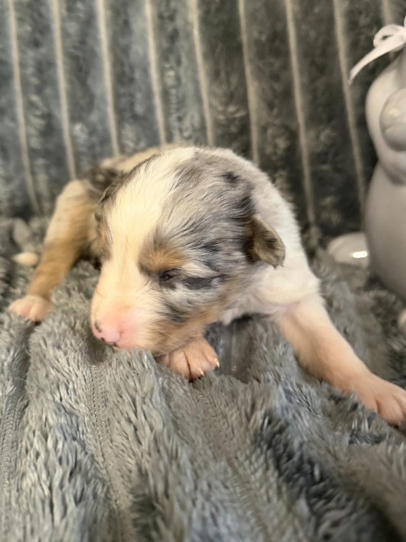 CHIOT2 Mâle Berger australien