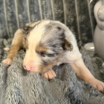 chiot Berger australien bleu merle CHIOT2 Berger australien des fauminards