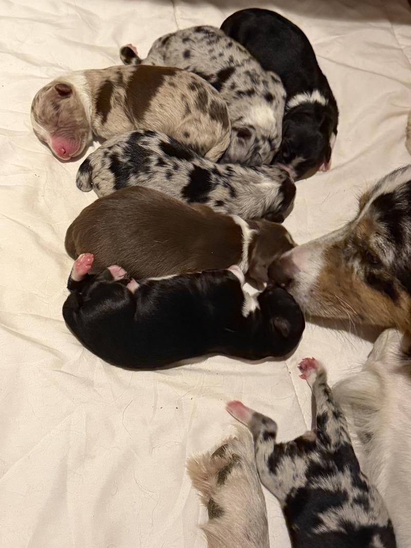 chiot2 des fauminards Femelle Berger australien