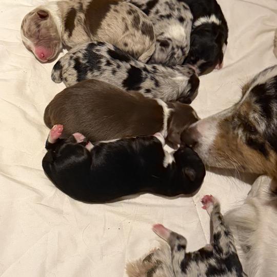 chiot2 des fauminards Femelle Berger australien