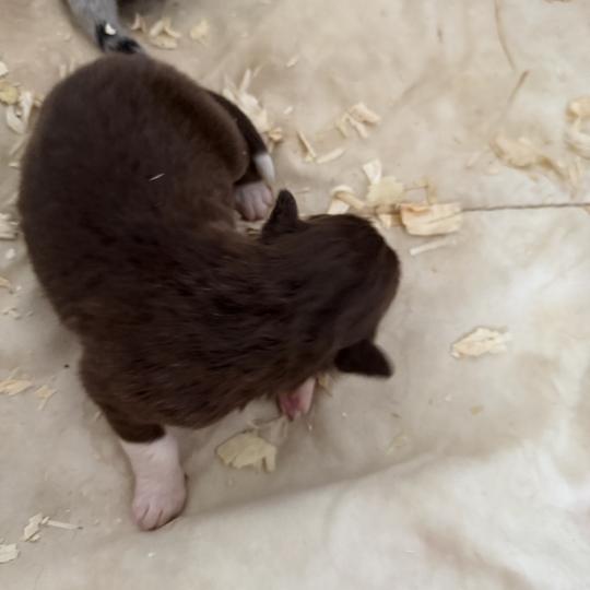 CHIOT3 Mâle Berger australien