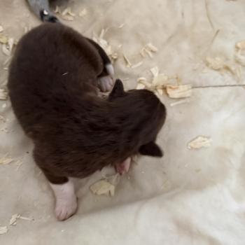 chiot Berger australien rouge tricolore CHIOT3 Berger australien des fauminards