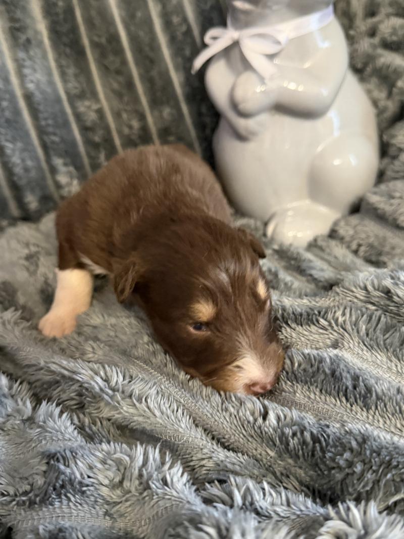 CHIOT3 Mâle Berger australien