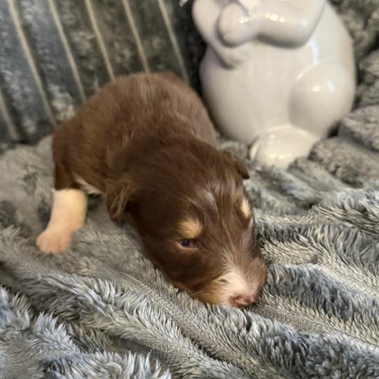 CHIOT3 Mâle Berger australien