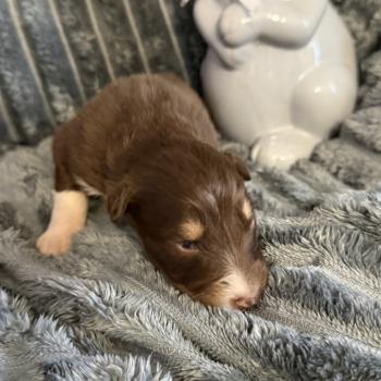 chiot Berger australien rouge tricolore CHIOT3 Berger australien des fauminards