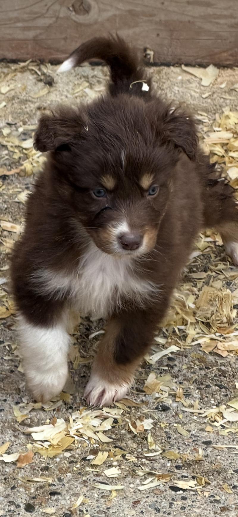 CHIOT3 Mâle Berger australien