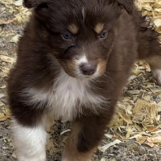 CHIOT3 Mâle Berger australien