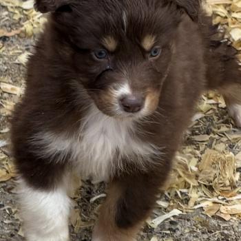 chiot Berger australien rouge tricolore CHIOT3 Berger australien des fauminards
