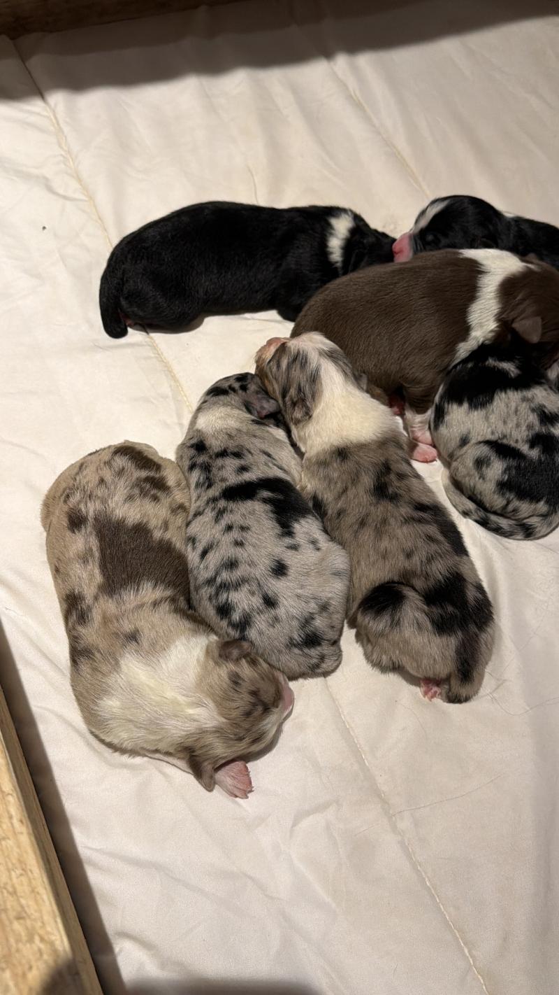 chiot3 des fauminards Mâle Berger australien