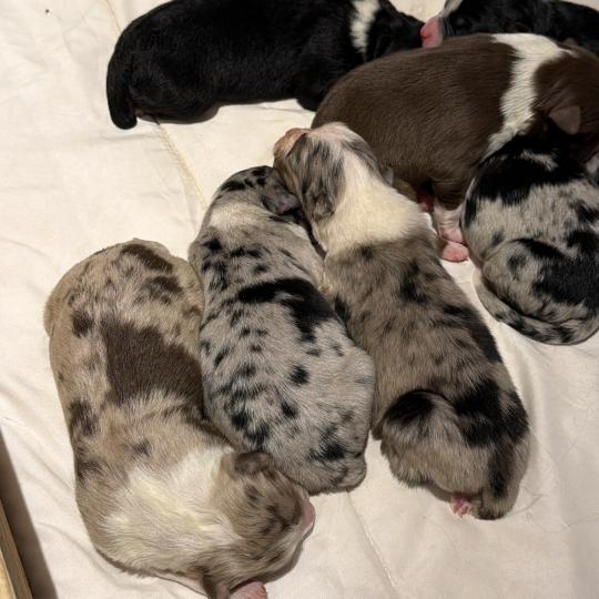 chiot3 des fauminards Mâle Berger australien