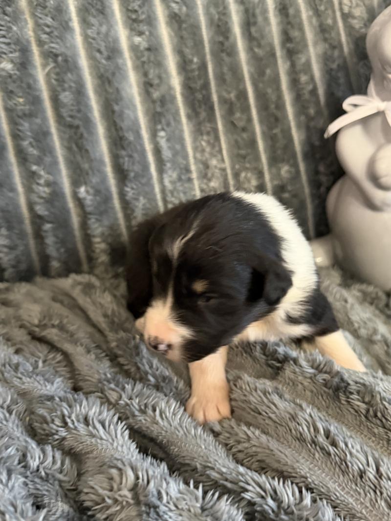 CHIOT4 Femelle Berger australien