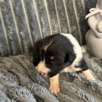 chiot Berger australien noir tricolore CHIOT4 Berger australien des fauminards
