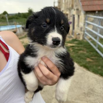 chiot Berger australien noir tricolore CHIOT4 Berger australien des fauminards