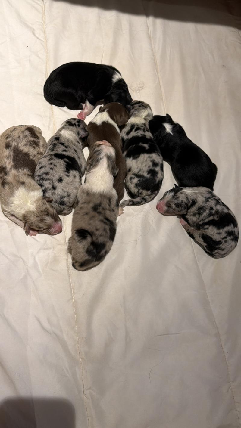 chiot4 des fauminards Femelle Berger australien