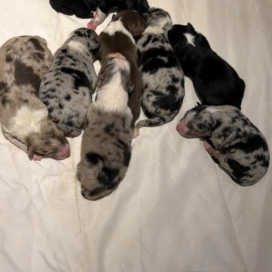 chiot4 des fauminards Femelle Berger australien