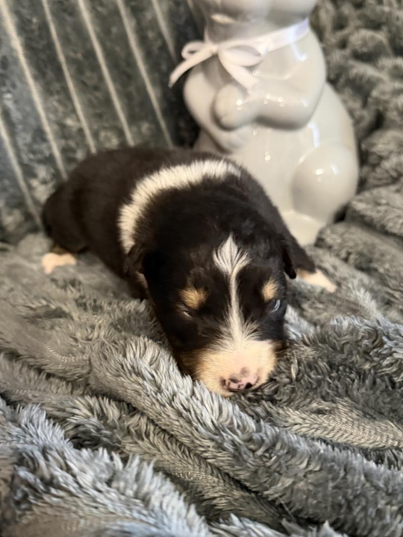 CHIOT5 Femelle Berger australien