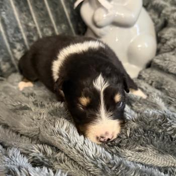 chiot Berger australien noir tricolore CHIOT5 Berger australien des fauminards