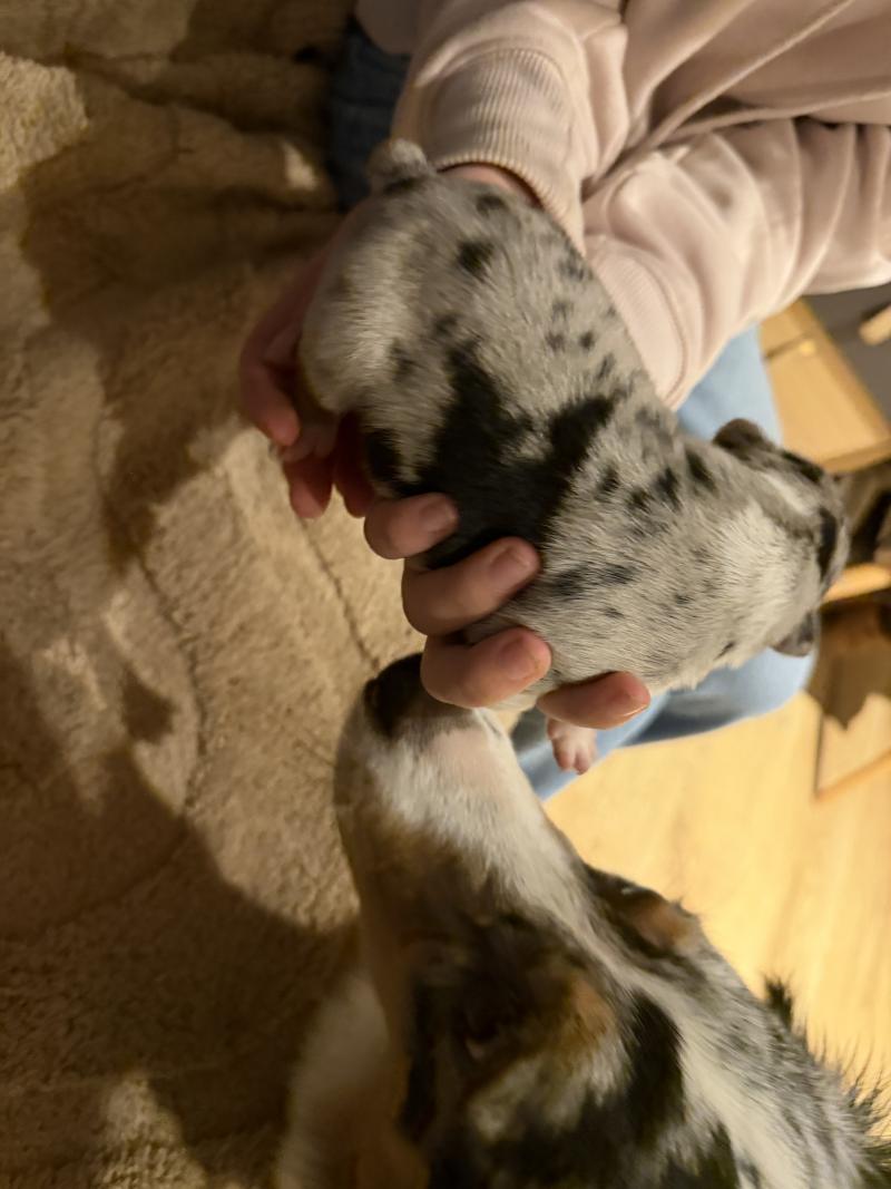 chiot5 des fauminards Femelle Berger australien