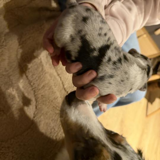 chiot5 des fauminards Femelle Berger australien