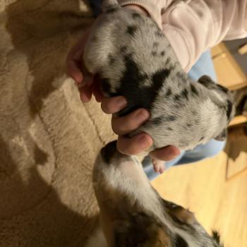 chiot Berger australien bleu merle chiot5 Berger australien des fauminards