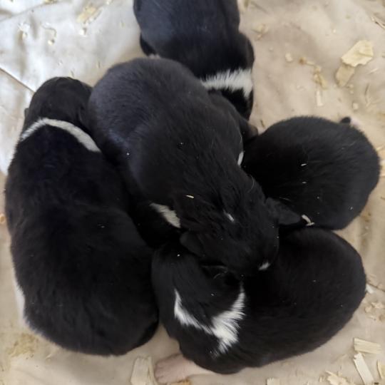 CHIOT6 Femelle Berger australien