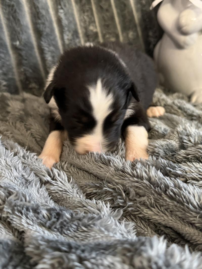 CHIOT6 Femelle Berger australien