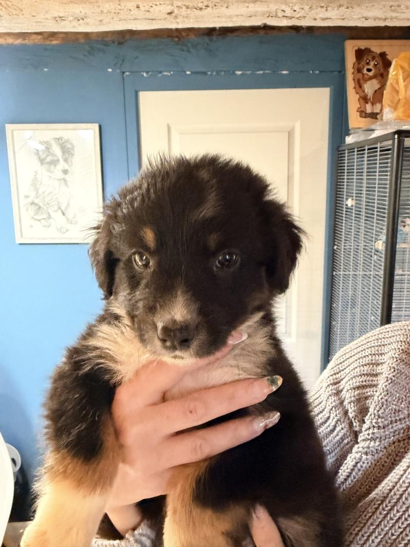 CHIOT6 Femelle Berger australien