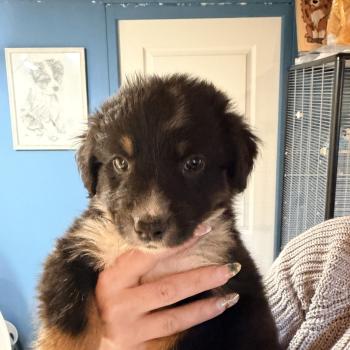chiot Berger australien noir tricolore CHIOT6 Berger australien des fauminards