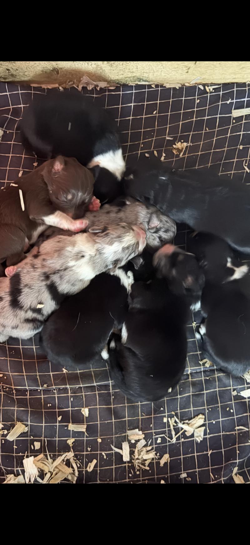 CHIOT7 Femelle Berger australien