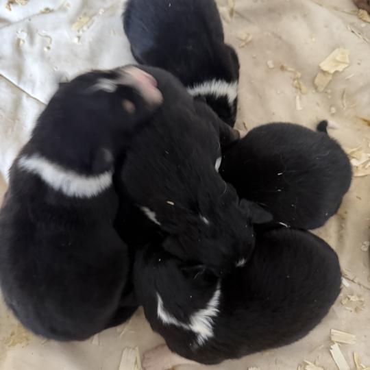 CHIOT7 Femelle Berger australien