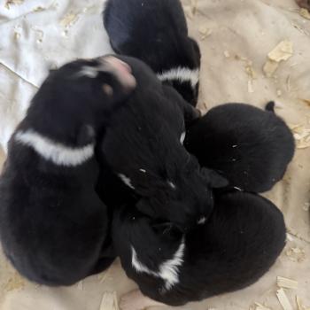 chiot Berger australien noir tricolore CHIOT7 Berger australien des fauminards